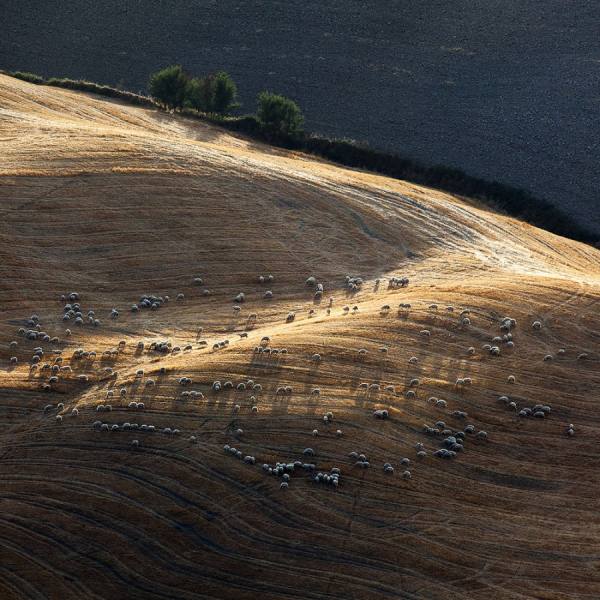 Photograph Della Latta Massimo  Colori Della Val D Orcia on One Eyeland